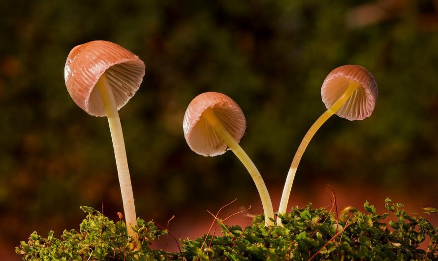 Quelles sont les méthodes les plus efficaces pour congeler les champignons ?